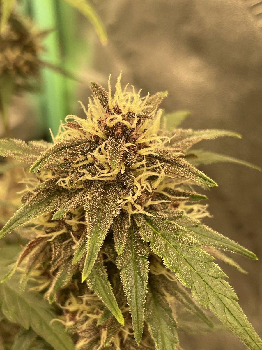 RedboneDemo's tweet image. ROC bud Inc freebies!