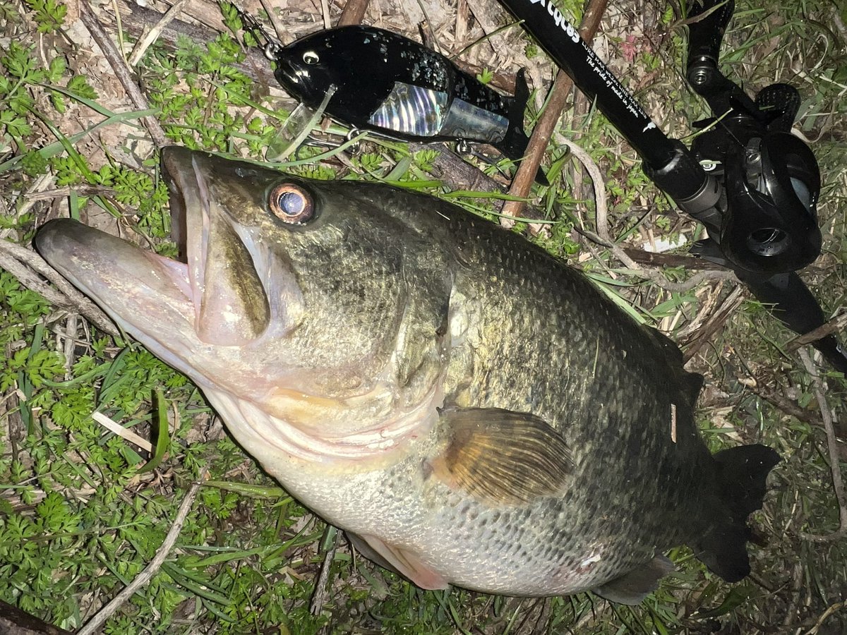 Shota10076010's tweet photo. 琵琶湖釣行🎣
今シーズン最後のデッドスローゲーム❗️
Ultraから入ったけど反応なく
冷え込んで一段下に落ち込んだかなと思って
ONEBAITS Nightstalker✨
ルアーチェンジしたらすぐに💥
#onebaits
#Nightstalker
#琵琶湖バス釣り
#琵琶湖
#デッドスロー
#ビッグベイト https://t.co/fQmYEqVymC