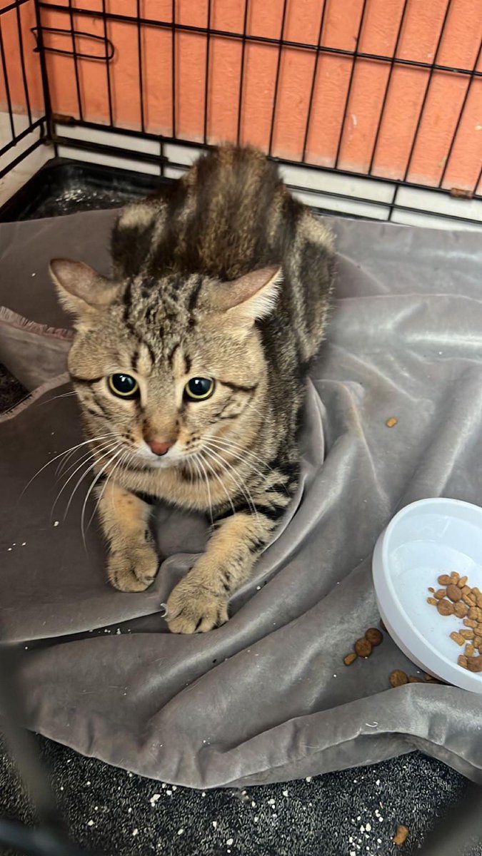 Vicdanımızı kaybettik biliyoruz da …KÖR bir hayvanı  sokağa atmak nedir ya? Nasıl yaşayacak ? Atıldığını nereden mi biliyoruz? Traşlı halde bulundu, ona bu kötü günleri unutturacak yuvasını arıyoruz. 2 yaşında, kısır, erkek.
İstanbul Kadıköy 0532 460 01 49

<a href="/Parkkedisi1/">Parkkedisi</a>