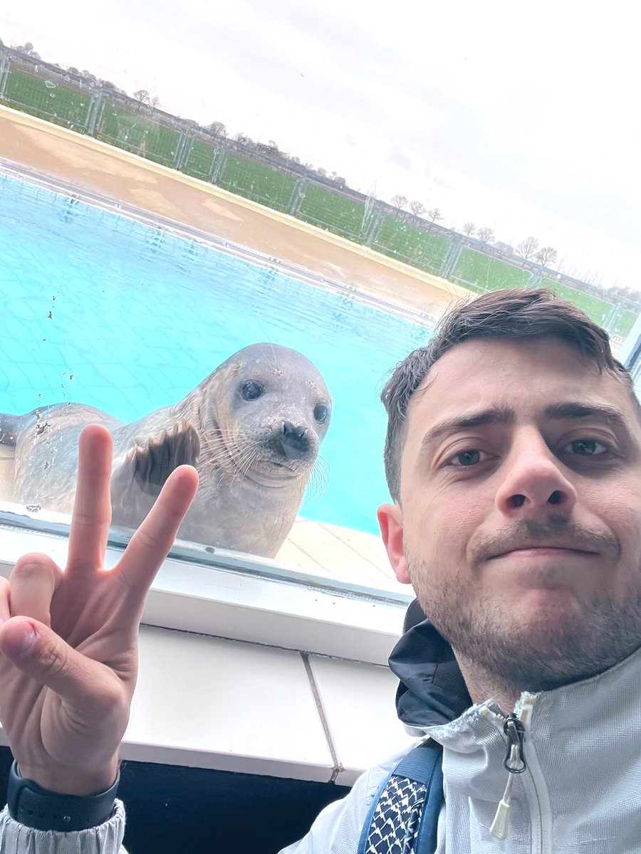 renapoly_93's tweet image. Today #Ollie gave us all a taste of Grey seals’ strength and agility, by climbing on top of the window wall of Golfbad.
He is small, but has got a lot of energy!
#sealslive
#アザラシ幼稚園
#zeehondencentrumpieterburen