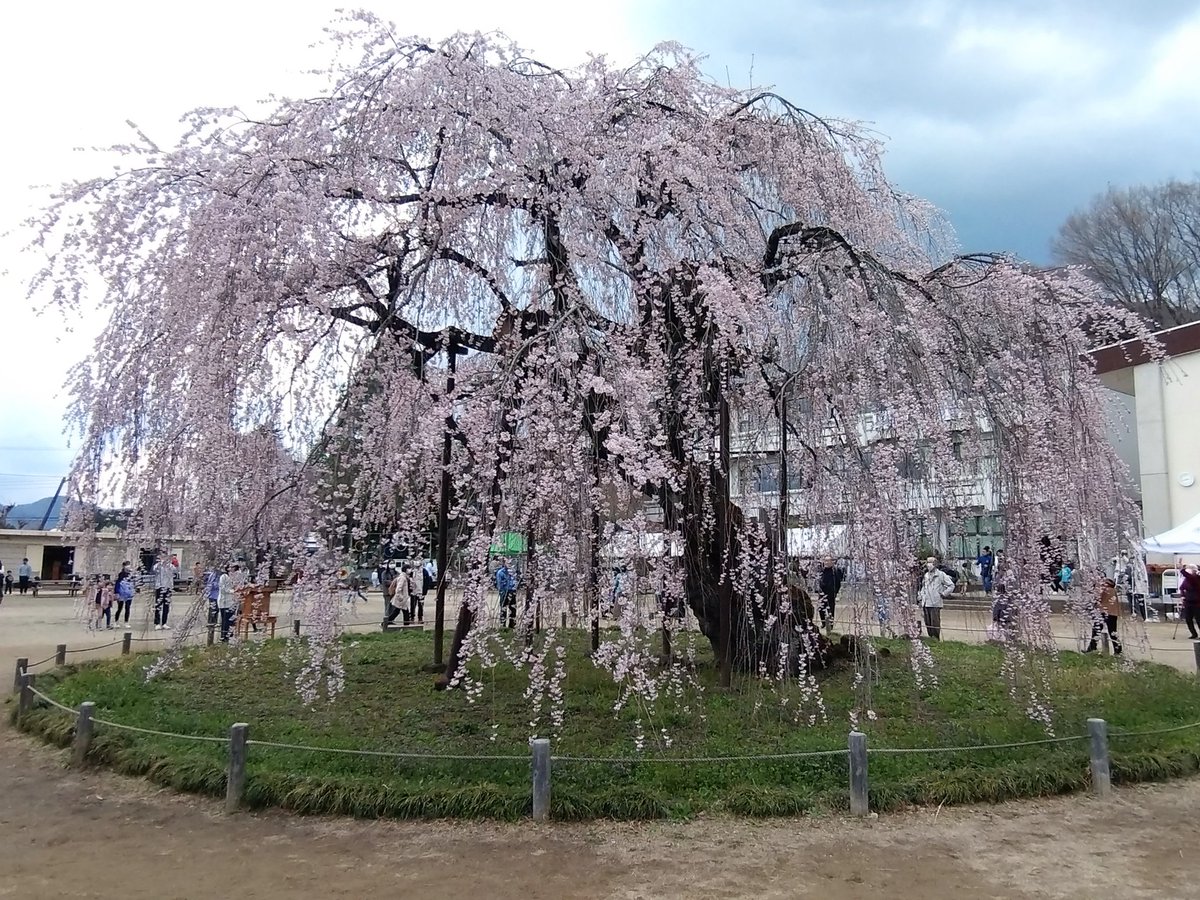 宇都宮市立城山西小学校の孝子桜
いい感じに咲きました。