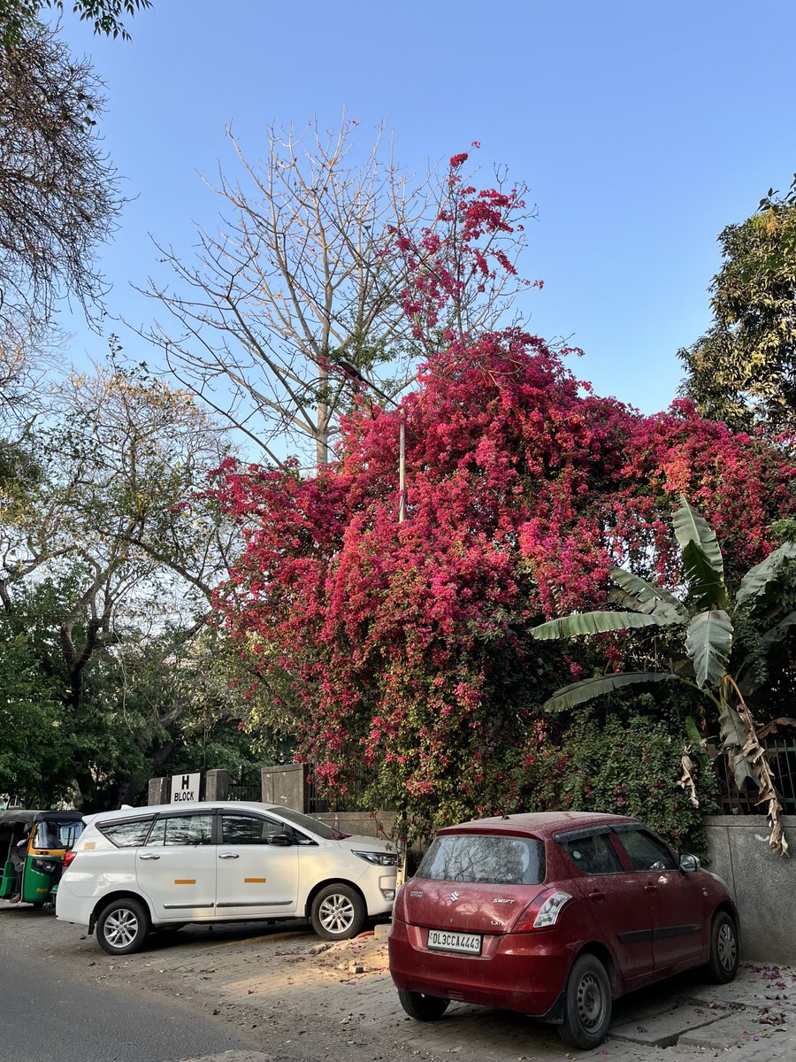 gotta love delhi during spring 🌸🌱🌺🌿🍃🌷🌼