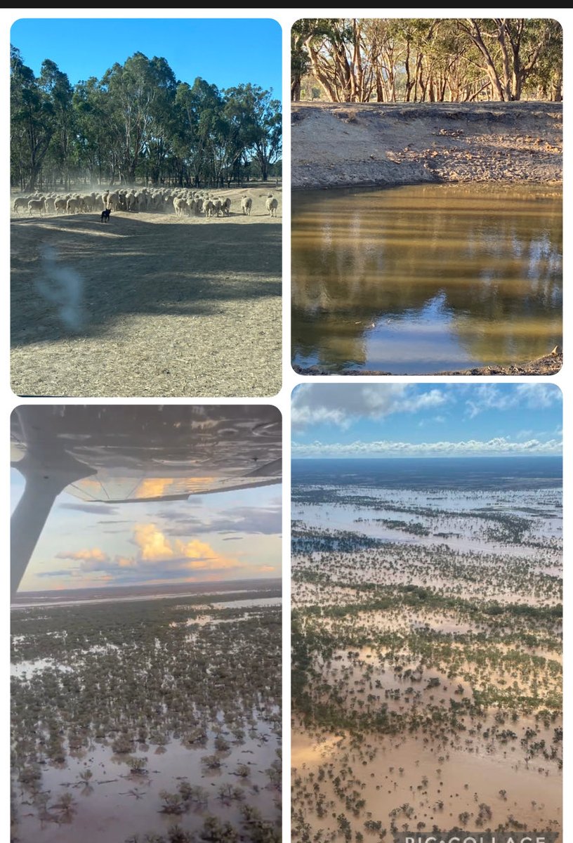 Jonwhite1983's tweet photo. She certainly is an island of drought and flooding rains! As we battle the dry in Victoria our thoughts with those in qld battling floods! #flood #drought. Reports of devastating stock losses and damage to exclusion fencing in qld! If you can please support through #farmersangel https://t.co/ZcSRvFSijp