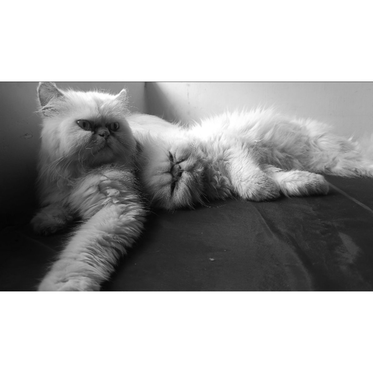NadimRashif's tweet photo. 🐾 https://t.co/70MIRVW80u