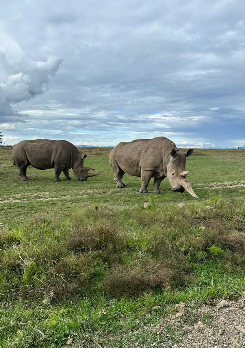 ReddintonEx's tweet photo. Najin &amp; Fatu the ONLY remaining northern white rhinos on the planet! driven to the brink of extinction due to relentless poaching, they live under 24-hour protection at Ol pejeta.

 #WhiteRhino #OlPejeta #ConservationMatters  #Eid2025 #SouthSudan #EidAlFitr #EidMubarak https://t.co/JiSOneP9kI