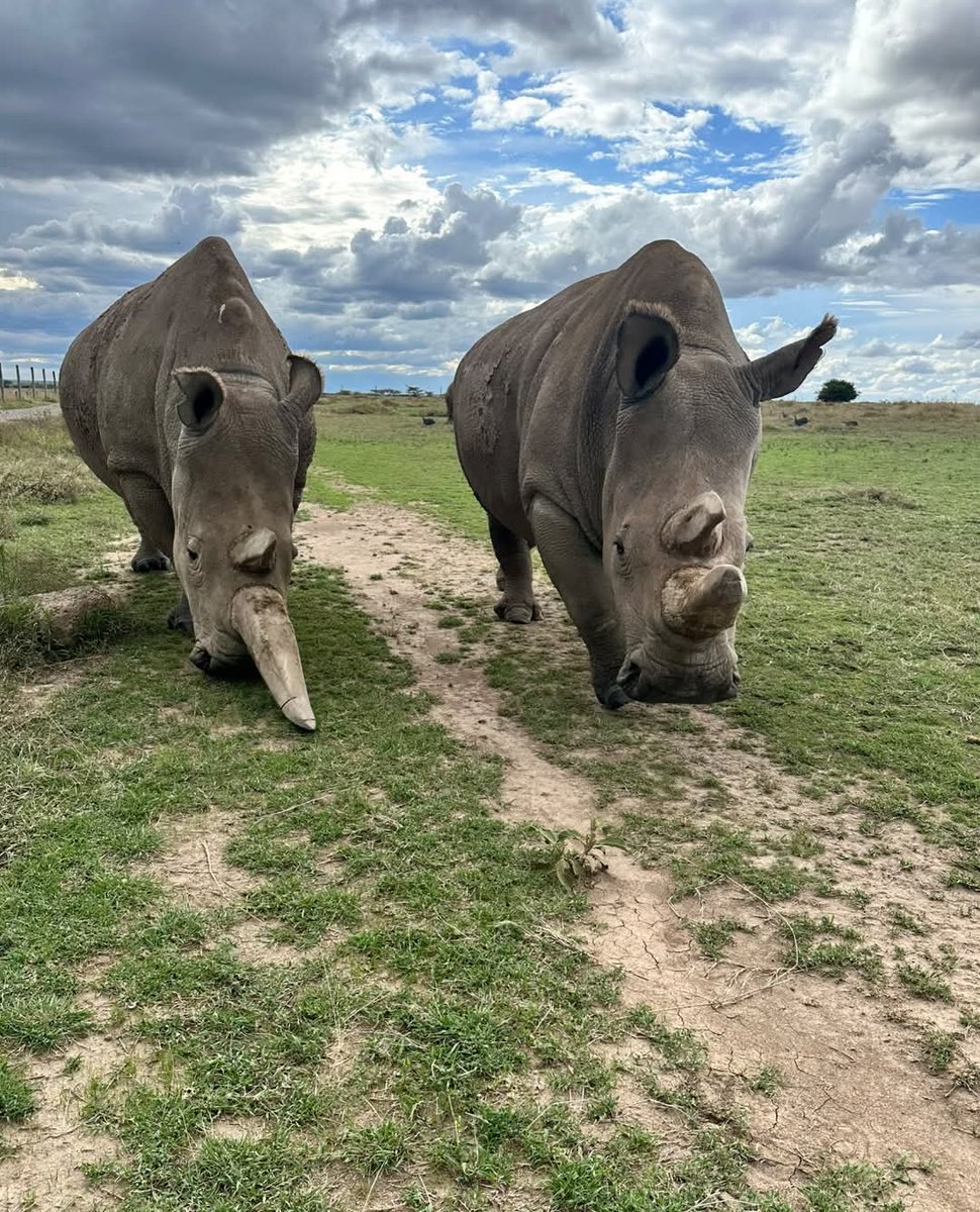 ReddintonEx's tweet photo. Najin &amp; Fatu the ONLY remaining northern white rhinos on the planet! driven to the brink of extinction due to relentless poaching, they live under 24-hour protection at Ol pejeta.

 #WhiteRhino #OlPejeta #ConservationMatters  #Eid2025 #SouthSudan #EidAlFitr #EidMubarak https://t.co/JiSOneP9kI
