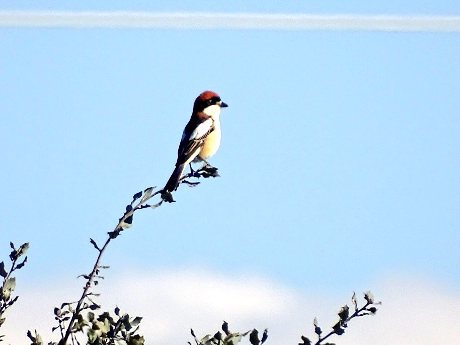 Ayer, por Tres Cantos (Madrid): Culebrera europea, Escribano Triguero con la Maliciosa nevada al fondo, Cuco europeo y Alcaudón común