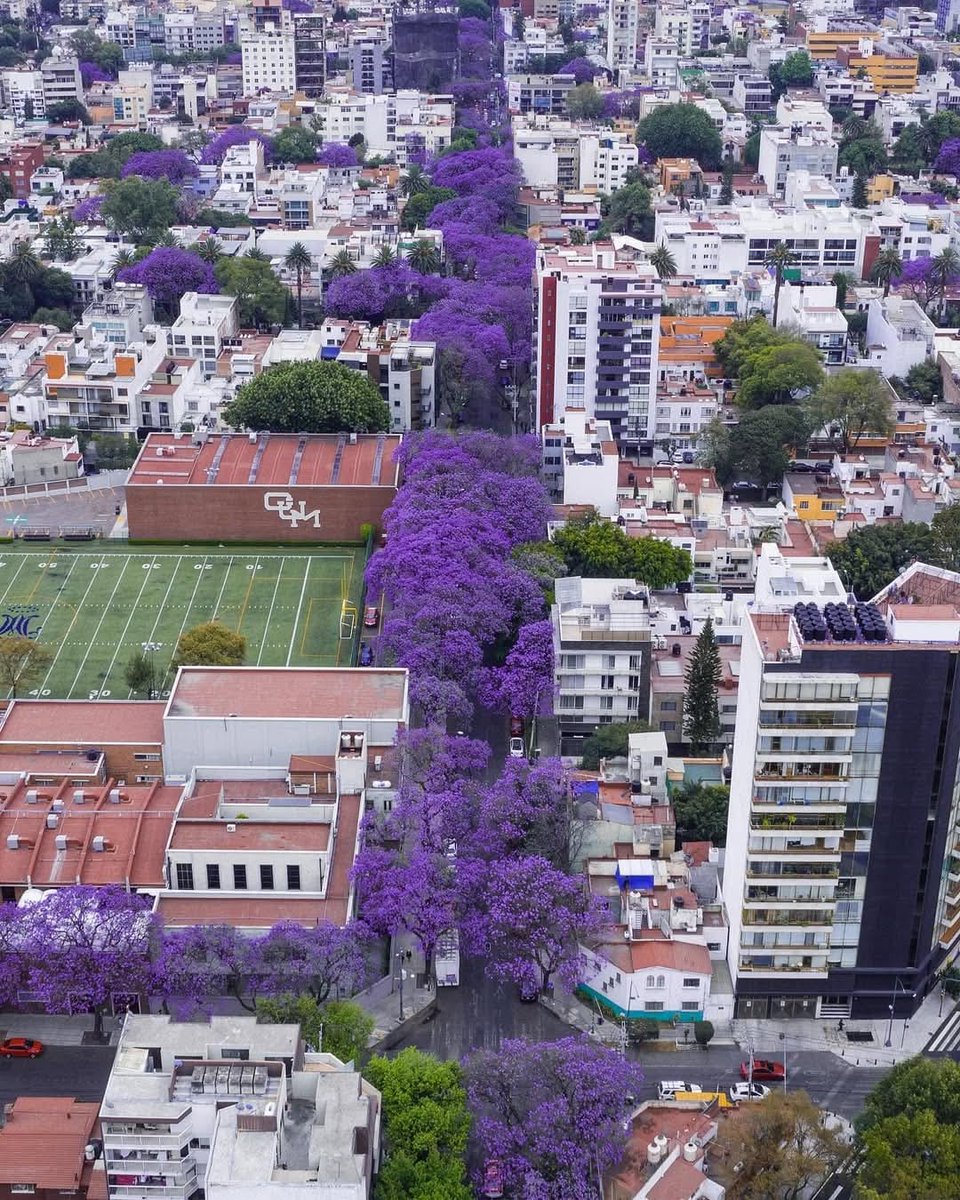 Las jacarandas de Narvarte... calle Concepción Beistegui... me mandó esta foto mi mestro. Gracias!
