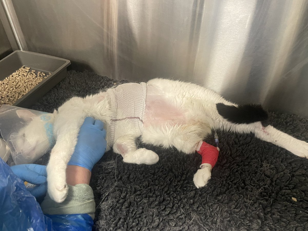 underxood's tweet photo. Our Cas is currently very sick in the animal hospital. We’ve been visiting to keep his moral up. 

Send positive energy for my boy 🤍🖤 https://t.co/mH19NdDPhs