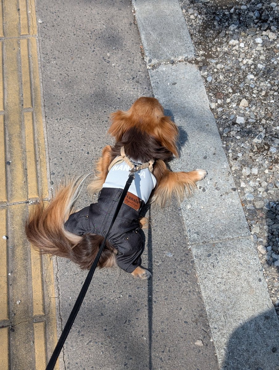 ドッグランを満喫するうちの犬（中央の茶色）。この状態で本当に満喫してたらしく、帰ろうとしたら地面にへばりついて帰りたくない！ってしてた。