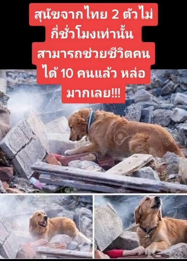 จิ๋วเก่งมาก ขอบคุณนะคะลูก มาเอาใจช่วยการทำงานของเด็กๆสี่ขากันค่ะวันนี้ #แผ่นดินไหว #ตึกถล่ม #แผ่นดินไหวประเทศไทย #ไฟไหม้ป่า เครดิตภาพจาก(credit) iamstill901