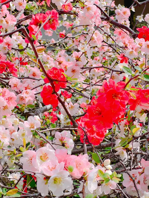 木瓜(ぼけ)の花も満開 夕方から急速に寒くなってきました 寒暖差の激しい時期故ご自愛下さいませ