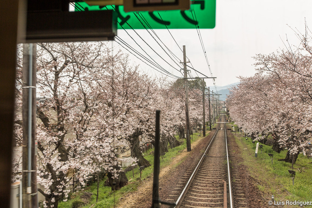 Japonismo's tweet photo. Si eres del grupo #FunWithTrains como nosotros y estás en Kioto en época de floración del cerezo, no te puedes perder este lugar: el túnel de cerezos del tranvía de Kioto, un tramo de apenas 200 metros pero con unos 70 cerezos que lo tiñen todo de blanco rosáceo: https://t.co/3H3sam9DrX