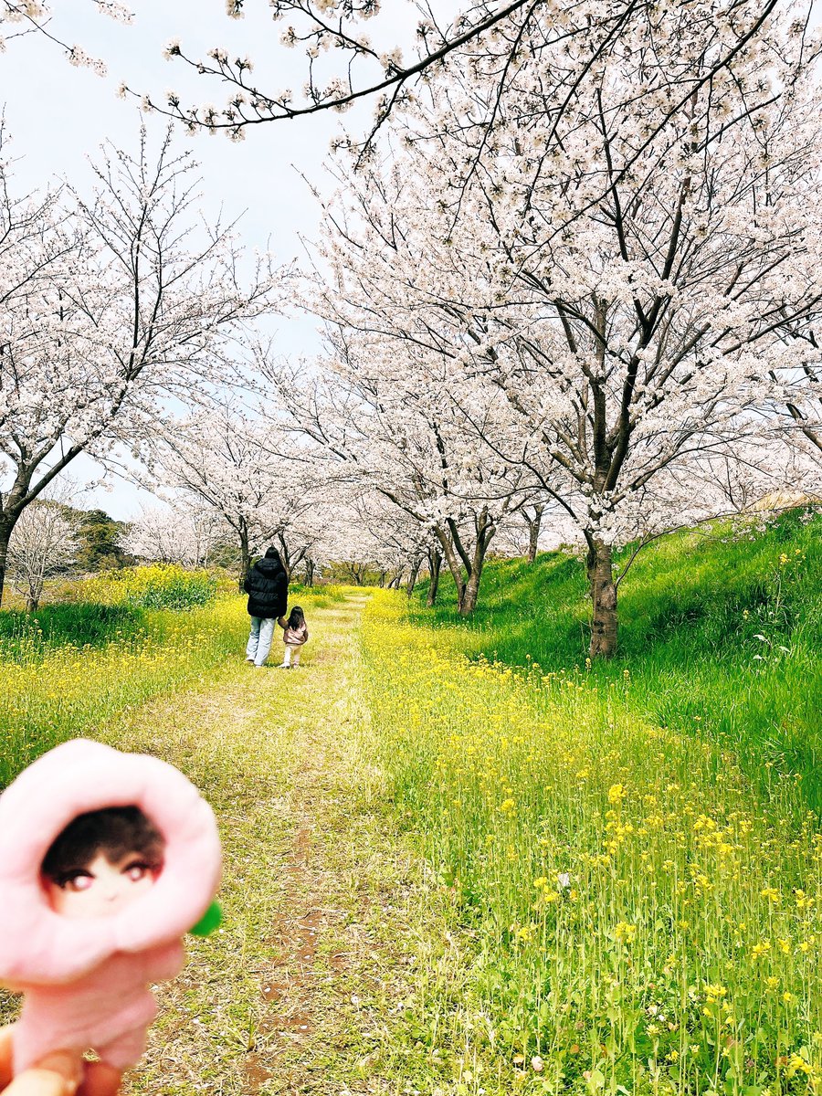 cococchi_en's tweet image. 桜満開🌸
菜の花も足元に咲いてて綺麗だったよ✨

韓国の桜も綺麗だろうな🌸

孫と娘とソヌちゃんと♡