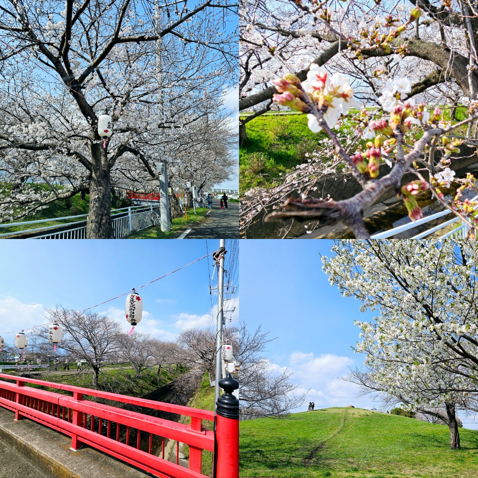 桜 まるっ ❀·°　0908 今城幹夫 | 東京流通センター駅近くの 八重桜が満開です