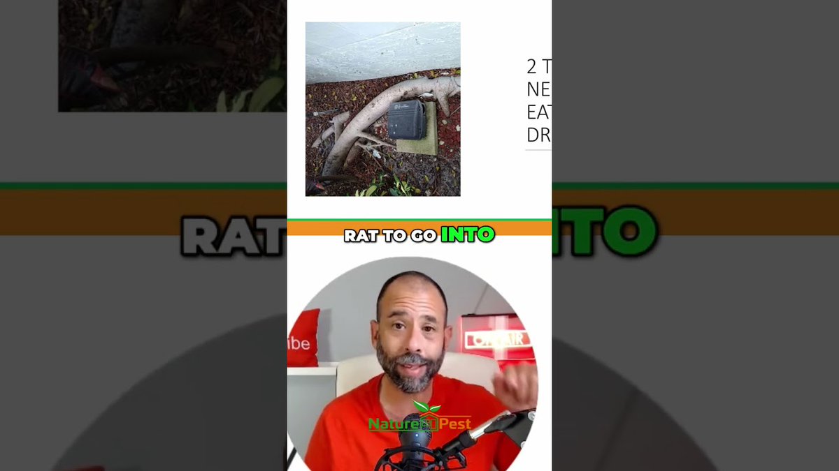 PestGeekPodcast's tweet image. Rodent Problems? This is How to Solve It! youtube.com/watch?v=1jXcPH… #pestcontrolmarketing #pestcontroltraining