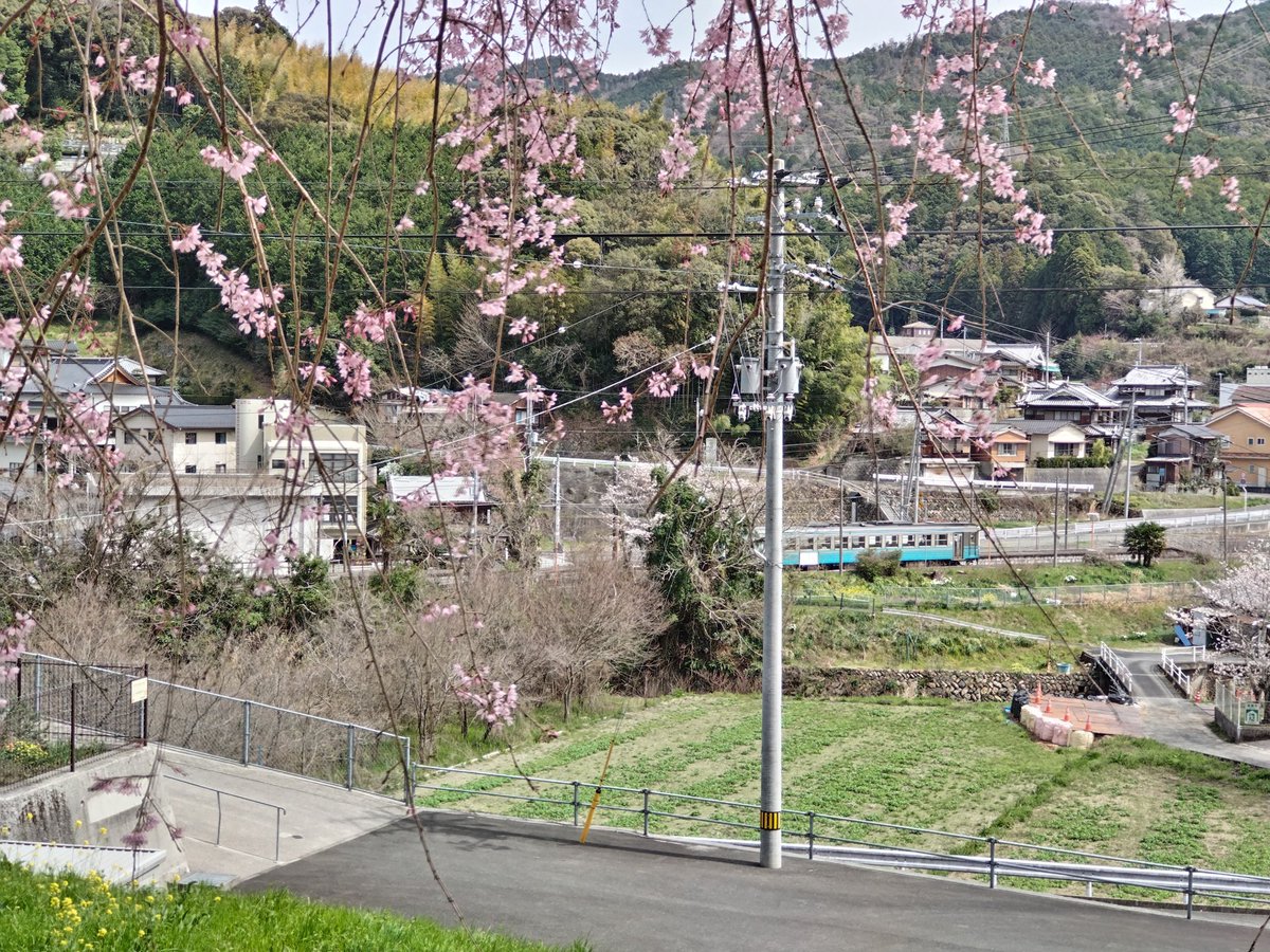 satoderu's tweet photo. タケノコ掘って、お花見したよー。桜と電車と菜の花とタケノコ！ https://t.co/JD9HayciRV
