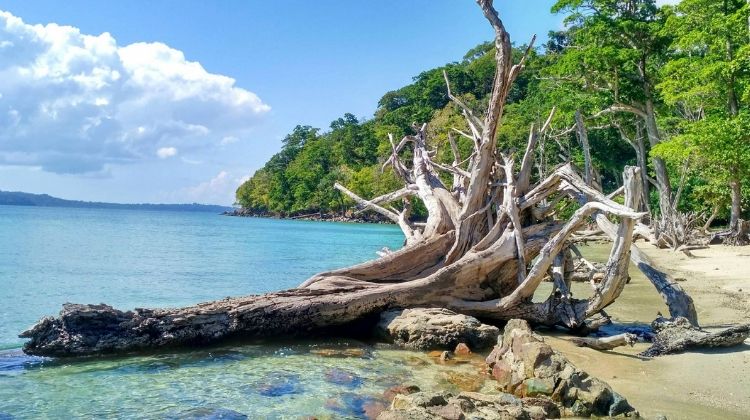 travelpathindia's tweet photo. Chidiya Tapu - its a popular tourist spot in Andaman Island, known for its stunning sunsets, diverse birdlife, and tranquil beach setting, making it a great place for nature lovers and birdwatchers. https://t.co/z1lEEjoPSZ