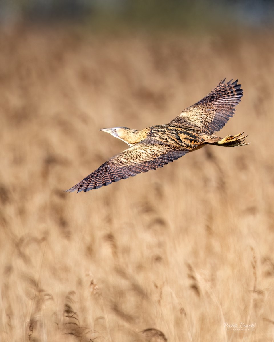 Pieter_Bosch's tweet photo. Zeldzaam tafereel! Een #roerdomp schiet laag over het riet, bijna geruisloos. Wat een prachtige fly-by! @vogelnieuws #vogelfotografie https://t.co/Ey8MhV8awk