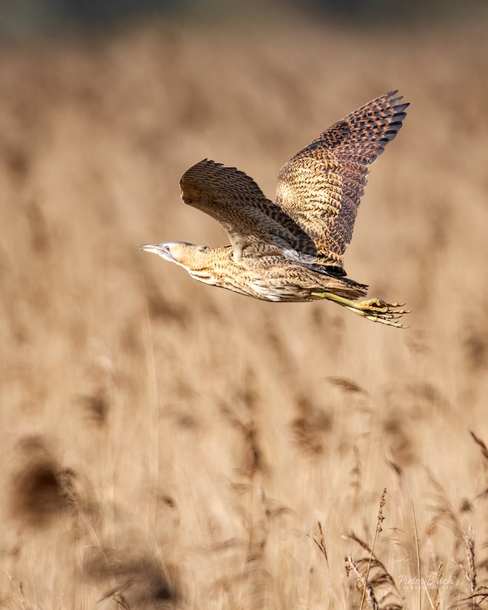 Pieter_Bosch's tweet photo. Zeldzaam tafereel! Een #roerdomp schiet laag over het riet, bijna geruisloos. Wat een prachtige fly-by! @vogelnieuws #vogelfotografie https://t.co/Ey8MhV8awk