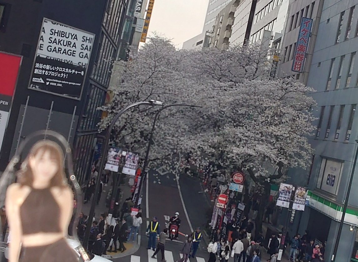 kmtcrz's tweet image. 桜が綺麗です🌸*･
#あさみとはんぶんこ