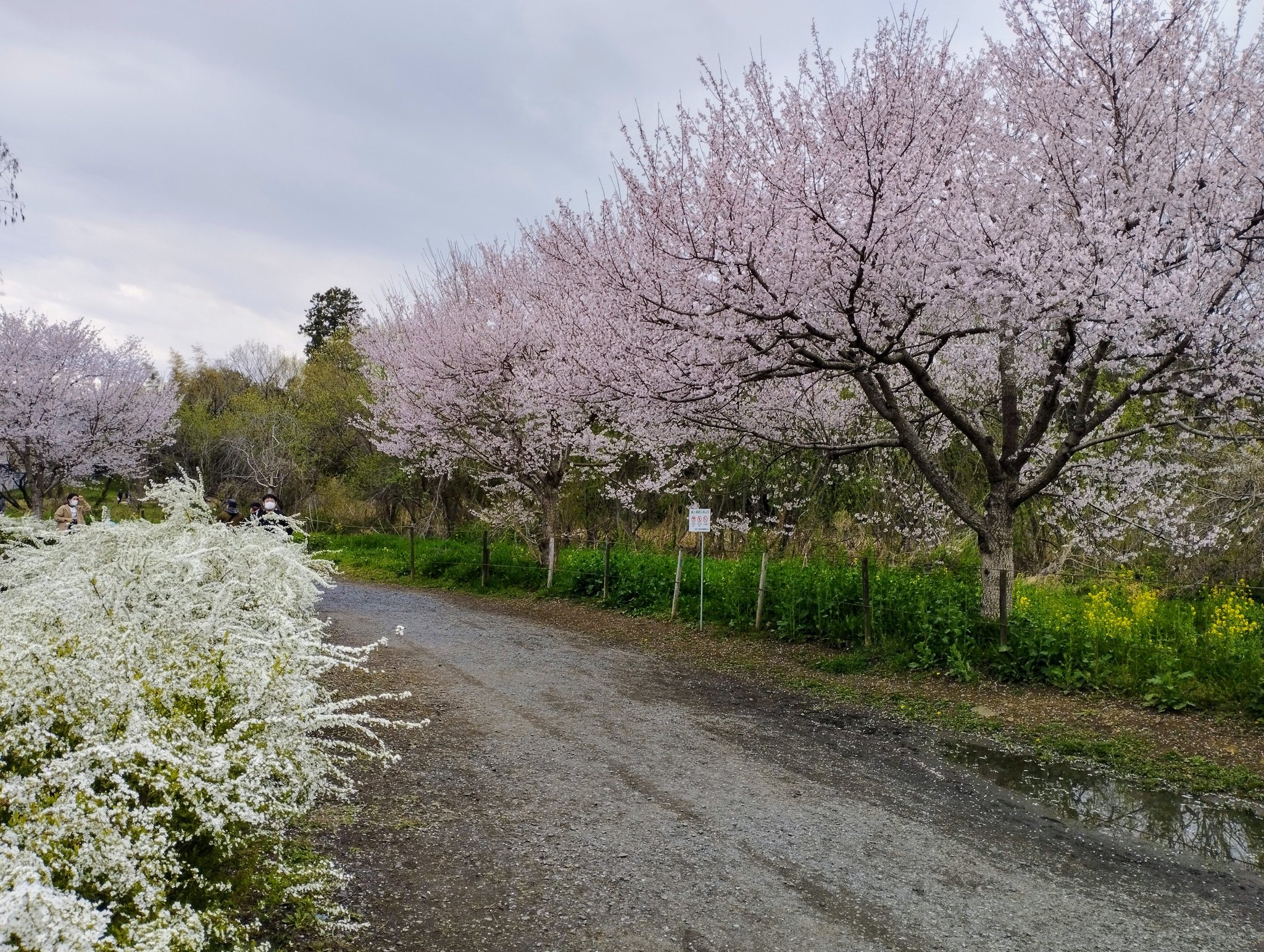 町田譽曽彦、【上尾丸山公園】、希少な画集画、新品高級額・額装付、状態良好 Amazon.co.jp: 横山大観 「桜」 複製画 額入り 色紙額 特殊工芸