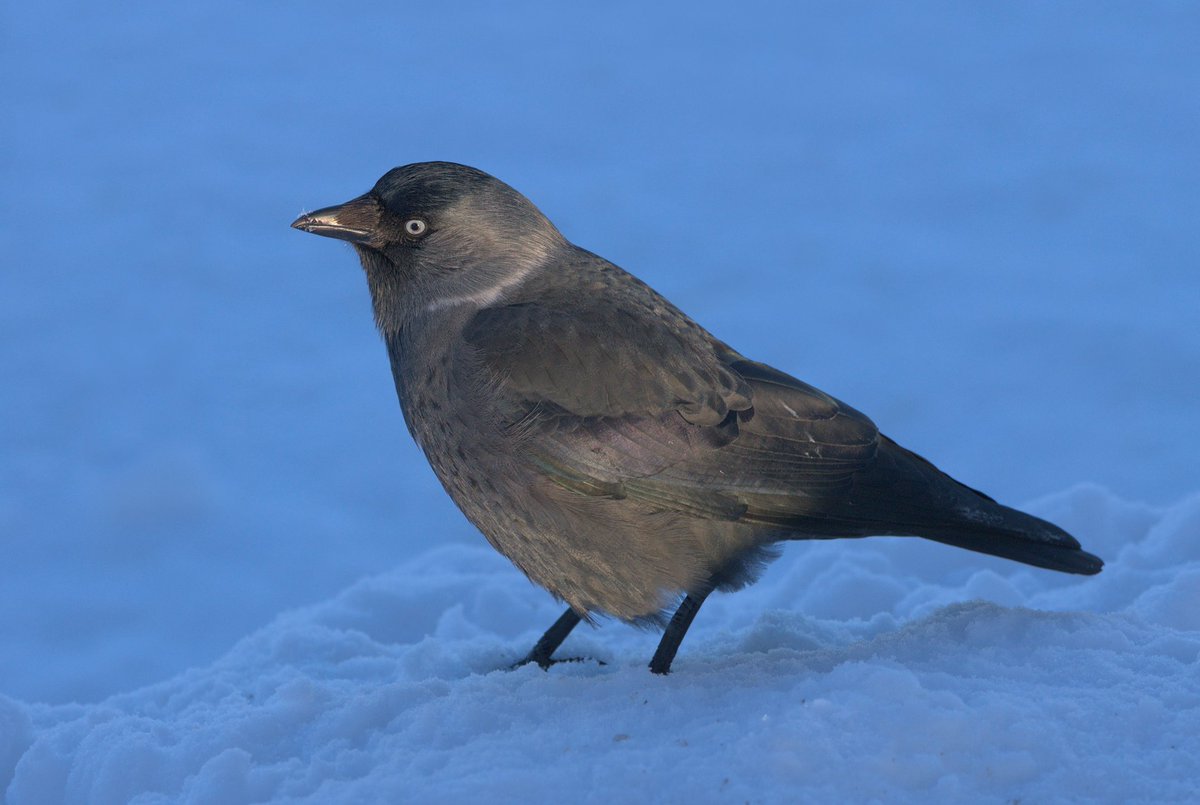 黒ベエ は 西黒丸鴉です
「クロはとても小さいカラスです 大きなカラスに襲われたら一溜りもなかったでしょう」

昨日クロとの想い出を長々と投稿したら皆さんには迷惑だったようでフォロワーさんが消えてました (笑) ｽﾐﾏｾﾝ
でもクロの想い出はいつか投稿したかったんです忘れてないよって…