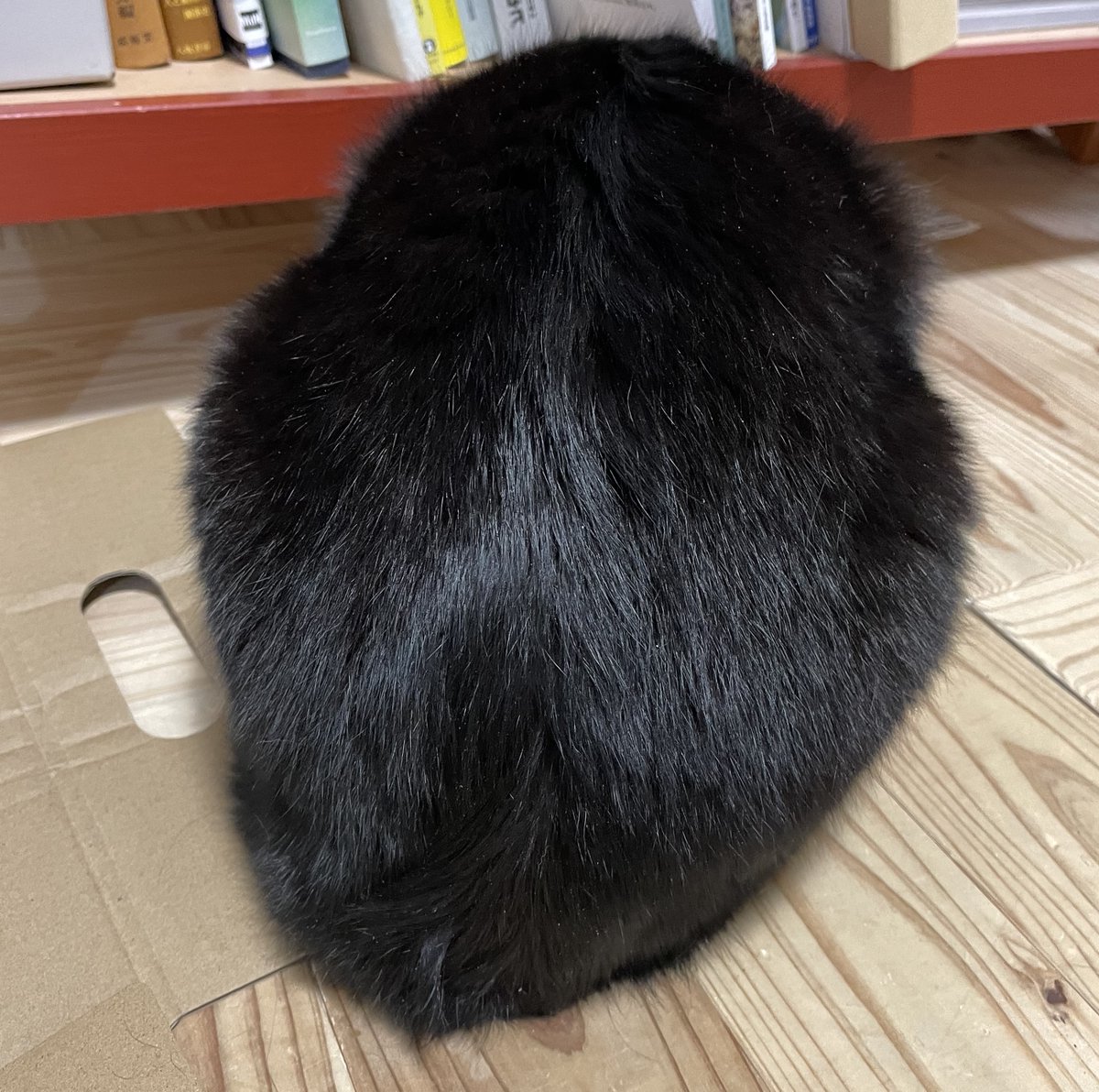 ChannelBaron's tweet photo. 白黒猫でしょうか？黒猫でしょうか？
＃猫好きさんと繋がりたい
#ねこすたぐらむ #猫のいる暮らし𓏲𓎨 https://t.co/KyeMLSNE7p
