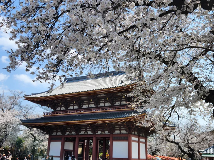いぬこズ散歩お昼頃、本門寺に桜とチューリップ見に行ってきました桜は、もうちょっとな感じでしたが、来週までは、楽しめそうかなと#トイプードル#トイプードル生活 
