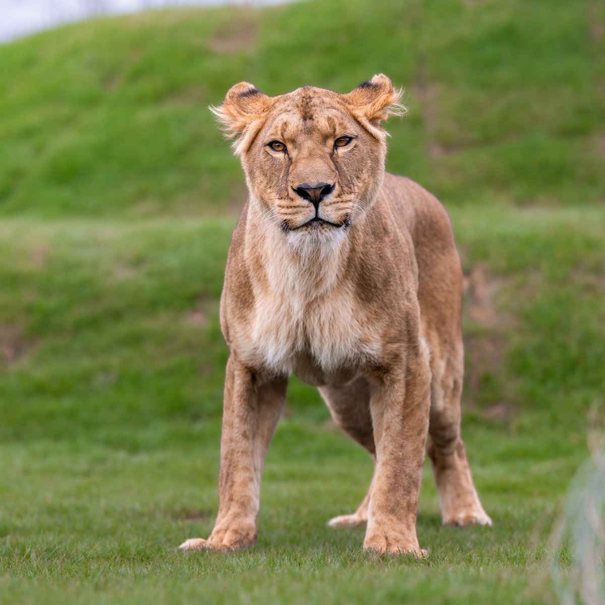TheBigCatSanct's tweet image. Our First Members’ Day of 2025! 🌟

What a fantastic day we’ve had! The sun shone brightly as we welcomed our Members, who explored the Sanctuary while meeting the beautiful wild cats. ☀️

Not a member yet? Make a difference and join today via the link in our bio!

#bigcats