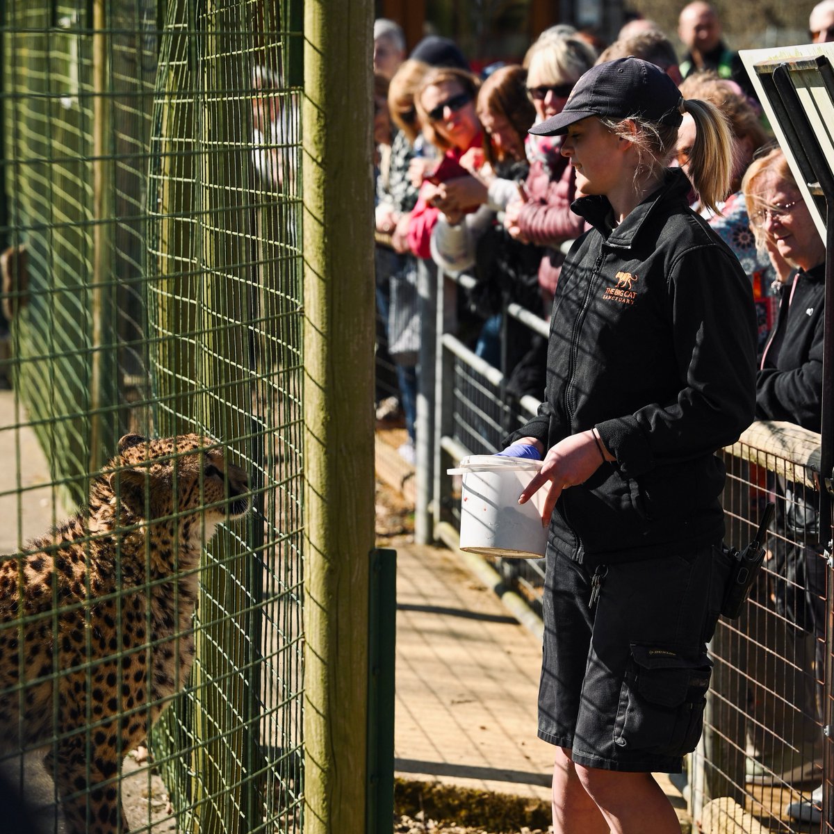 TheBigCatSanct's tweet image. Our First Members’ Day of 2025! 🌟

What a fantastic day we’ve had! The sun shone brightly as we welcomed our Members, who explored the Sanctuary while meeting the beautiful wild cats. ☀️

Not a member yet? Make a difference and join today via the link in our bio!

#bigcats