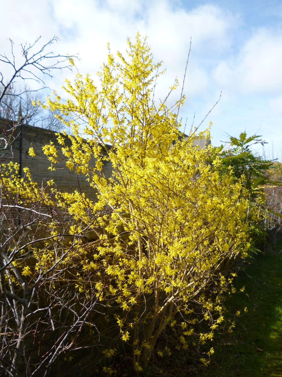 Forsythia in bloom at Lister Lane Cemetery.
Happy #SundayYellow