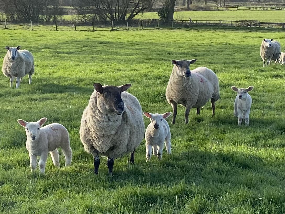 Lifeheuristic's tweet image. I encounter a lot of animals on my Sunday morning easy runs. 

Since I buy local there’s a non-zero chance one of these will form the basis of a future meal. 

I can accept this with equanimity.