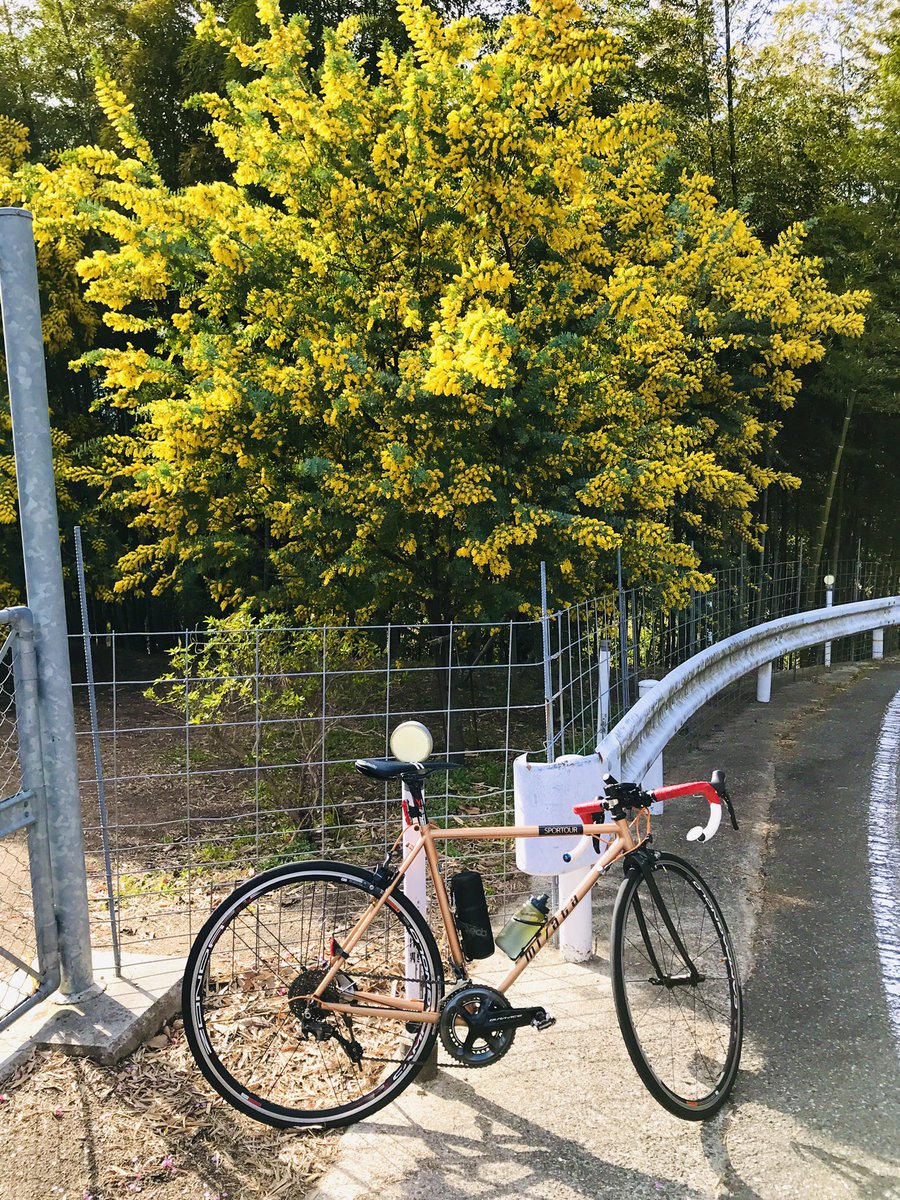 ranpitsu5men's tweet photo. #cycling #MIYATA#miyatabikes 
#スポルツアー
#selleitalia #SP-01
#ミヤタサイクル#サイクリング
#サイクリスト#ロードバイク https://t.co/SgBjR7VmyG