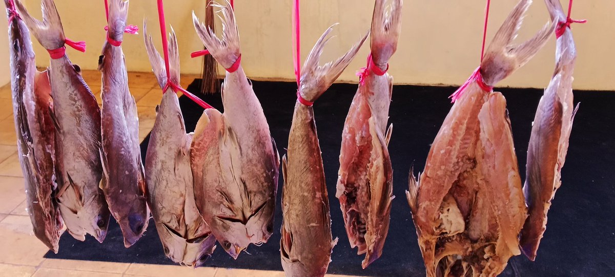 Hari ini alhamdulillah cuaca cerah. Ikan asin buatanku kering semua keknya. 😍