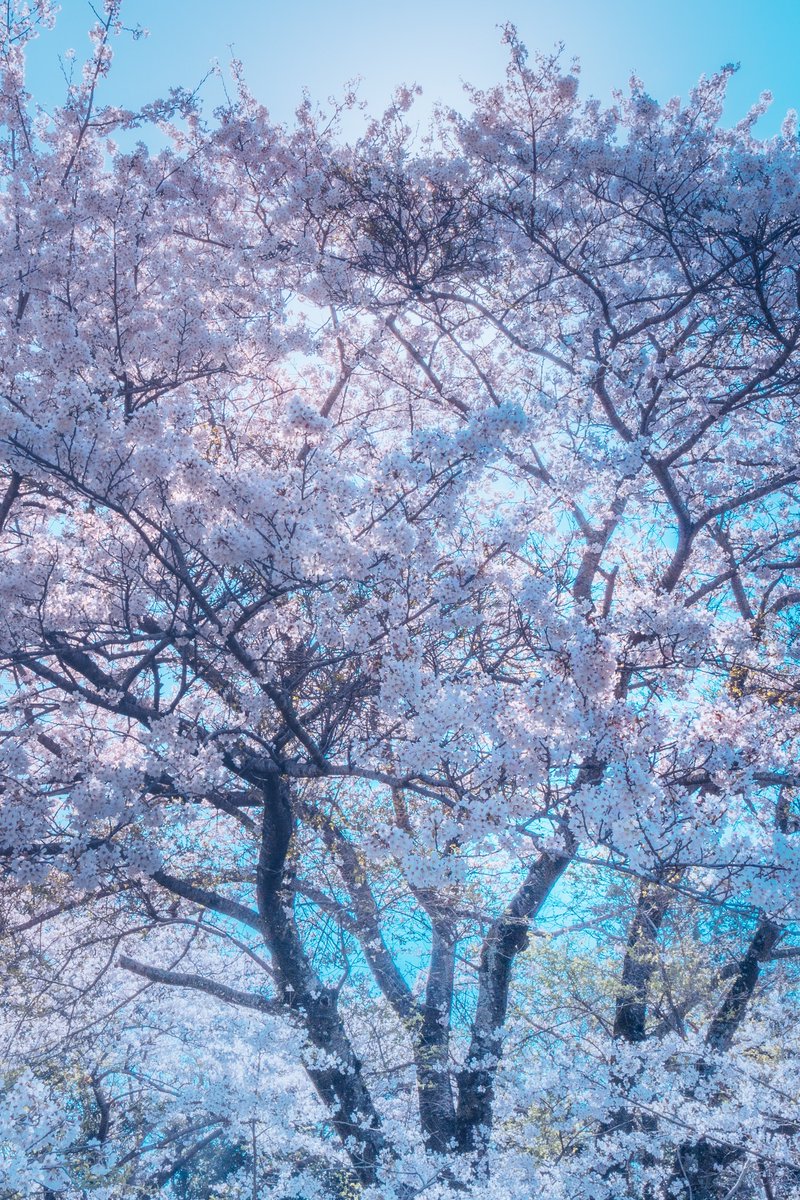 pomu_iyashi's tweet photo. 宝石のようなソメイヨシノ https://t.co/jS9VETu7TR