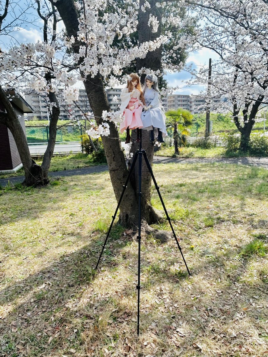 今回キャンプ用品の三脚テーブルを使ってみたんですがめっちゃ良い☺️！！60cmドール1人なら安全に立たせられるし、座らせれば2人まで乗せられる神代物でした。そしてドールスタンドより安いのがいい。今年買っといて良かった。これでお花撮影無双できる！