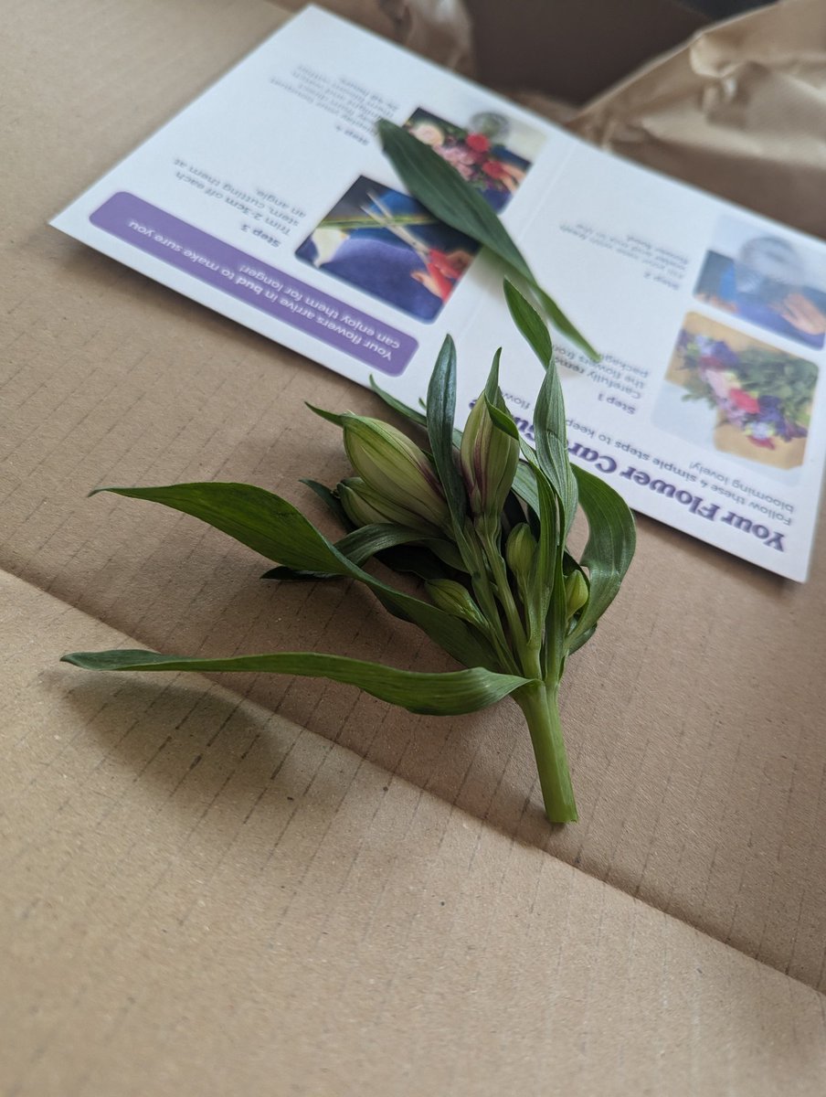 daniel_pym6655's tweet photo. @Thefunkypigeon Awaiting a response on email regarding my complaint. The absolute state of these flowers purchased for mother's day, which looks nothing like the images online - let alone half of them have been cut and damaged on delivery. £36 (without delivery)! https://t.co/fSs2uVEgJa