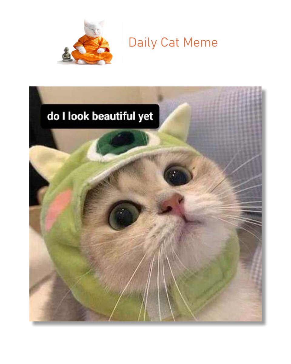 A Zen Cat cute cat meme. (do love this one).
Let us know your thoughts in the comments

#cat #cats #catlover #catlovers #cutecats