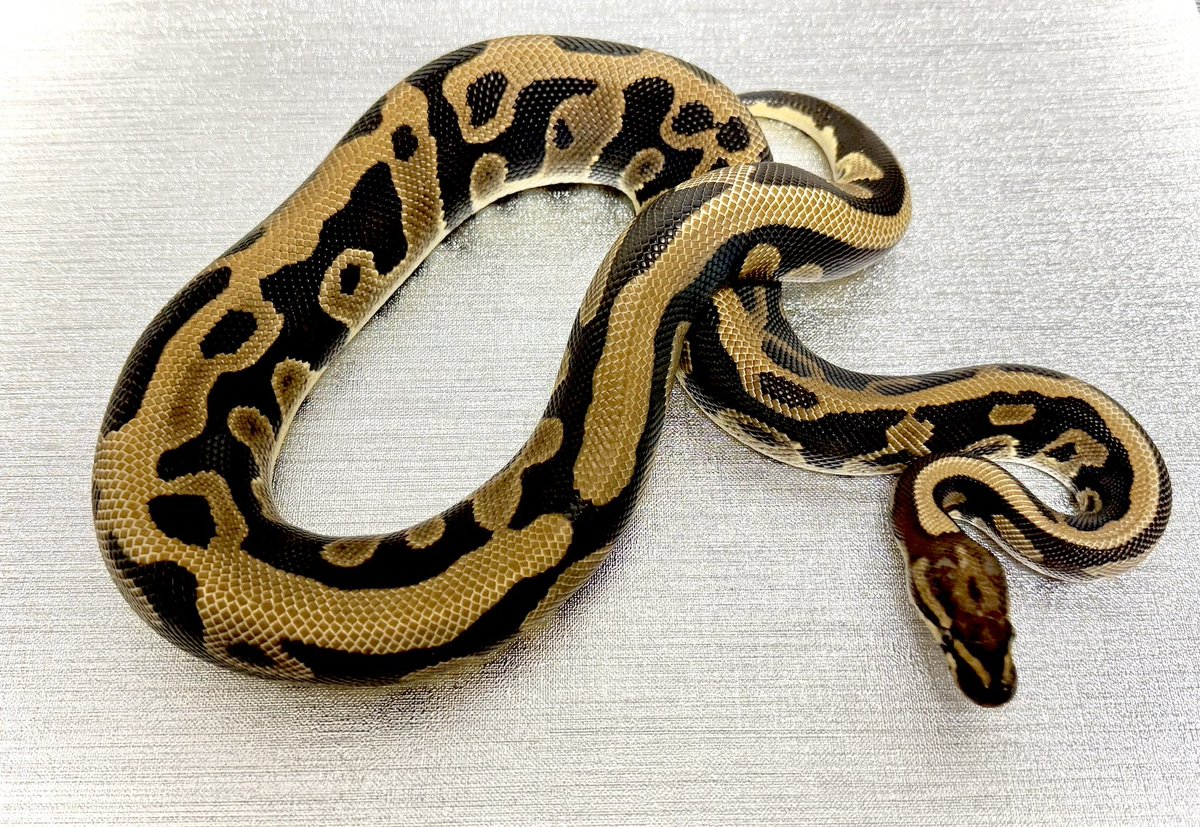 Pythonberry8's tweet image. 【@vbp_ballpython 】さんよりレオパードを2匹お迎え🐍

•Orangedream leopard dh clown piebald
•Leopard dh dg piebald