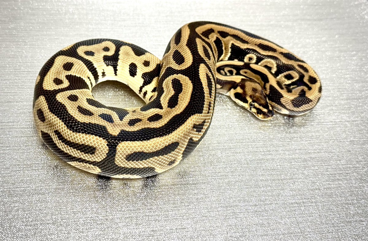 Pythonberry8's tweet image. 【@vbp_ballpython 】さんよりレオパードを2匹お迎え🐍

•Orangedream leopard dh clown piebald
•Leopard dh dg piebald