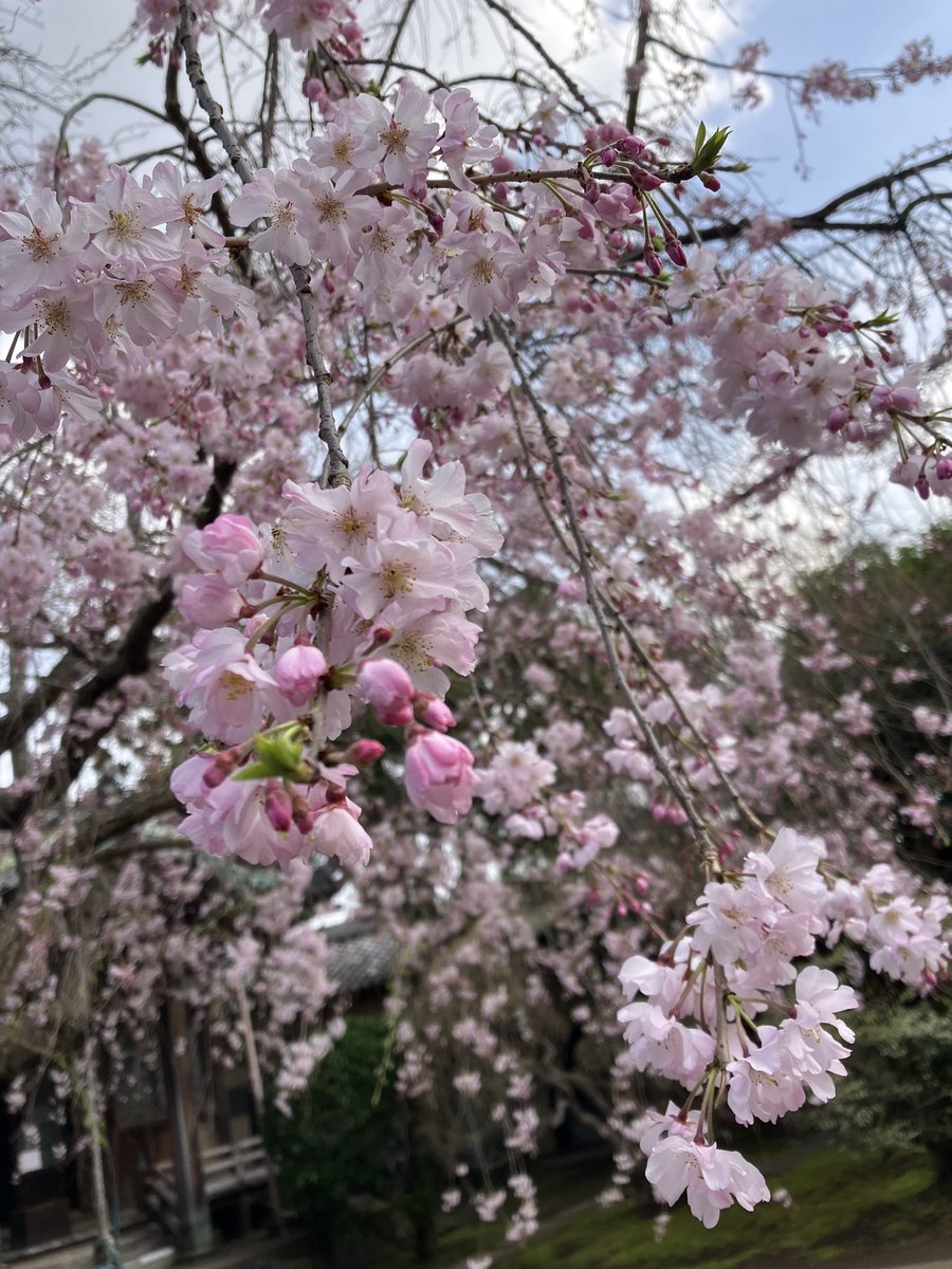 spicy_peppar's tweet photo. 枝垂れてみました🌸 https://t.co/q0T93BCpOf