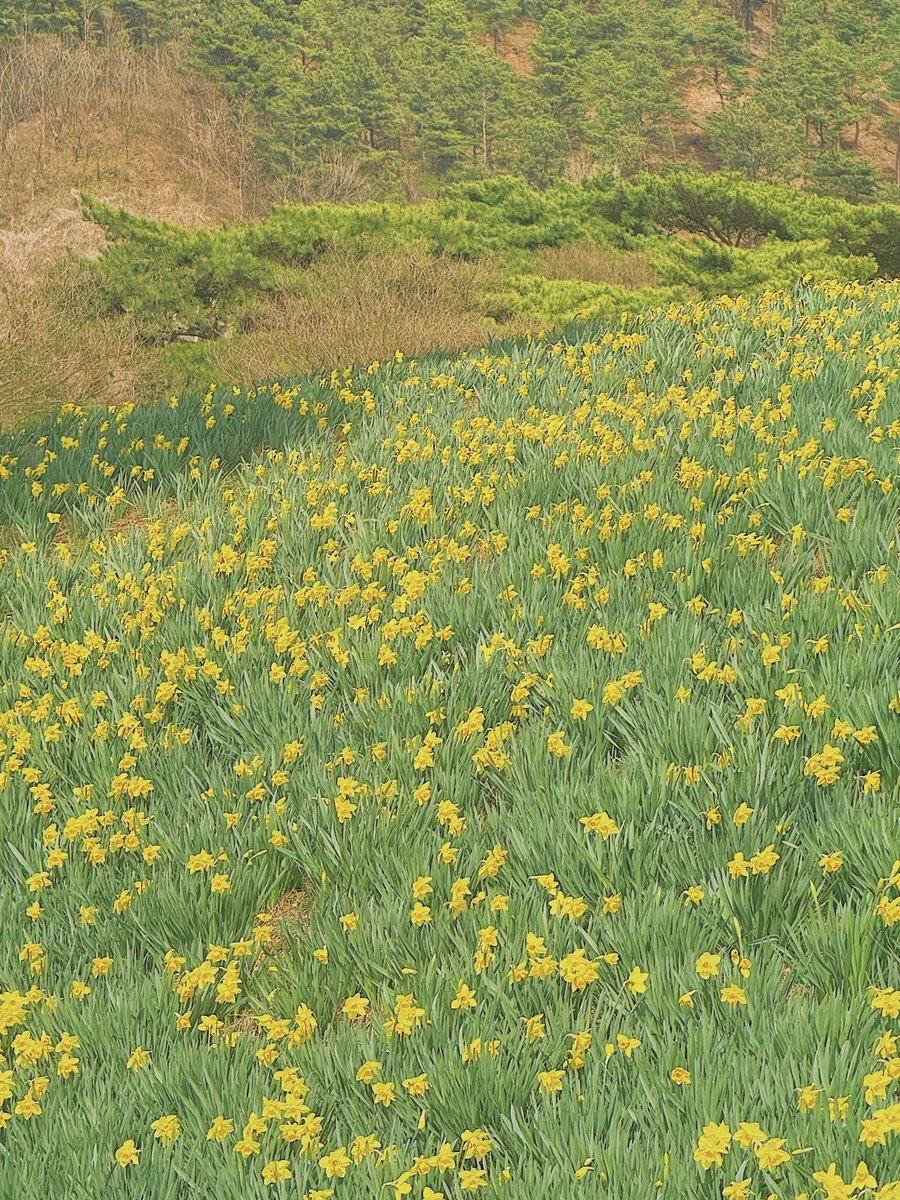 구례 지리산 치즈랜드
이름은 치즈랜드지만 치즈는 없고 수선화만 있는 천국이 구례에 있어…