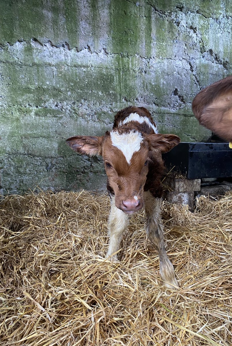 Oisin Forde (@oisinf12) on Twitter photo 