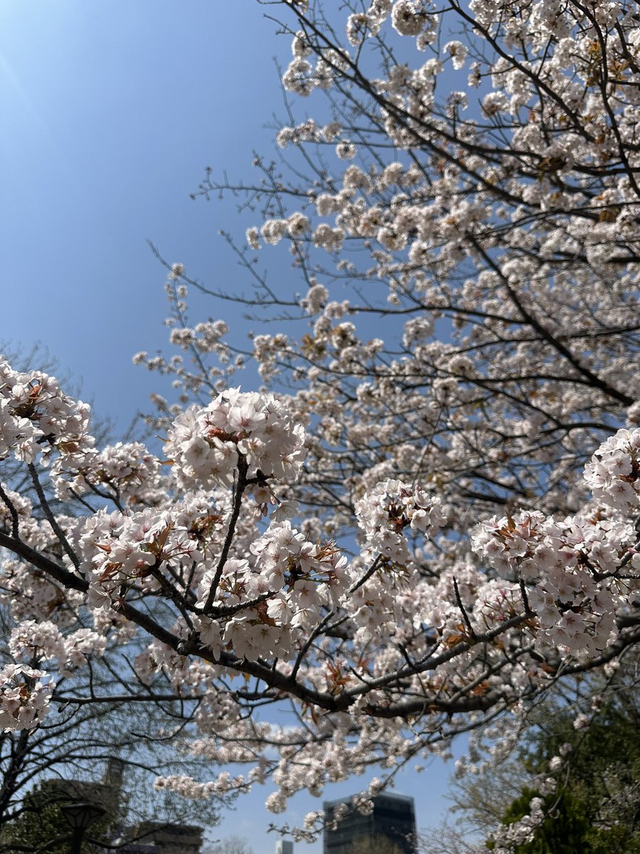 今日は茨城県ひたちなか市のホテルイベントです
茨城は桜はまだ咲いてなかったですが都内は桜満開でした！
ステージがスゴい‼︎
頑張ります‼︎