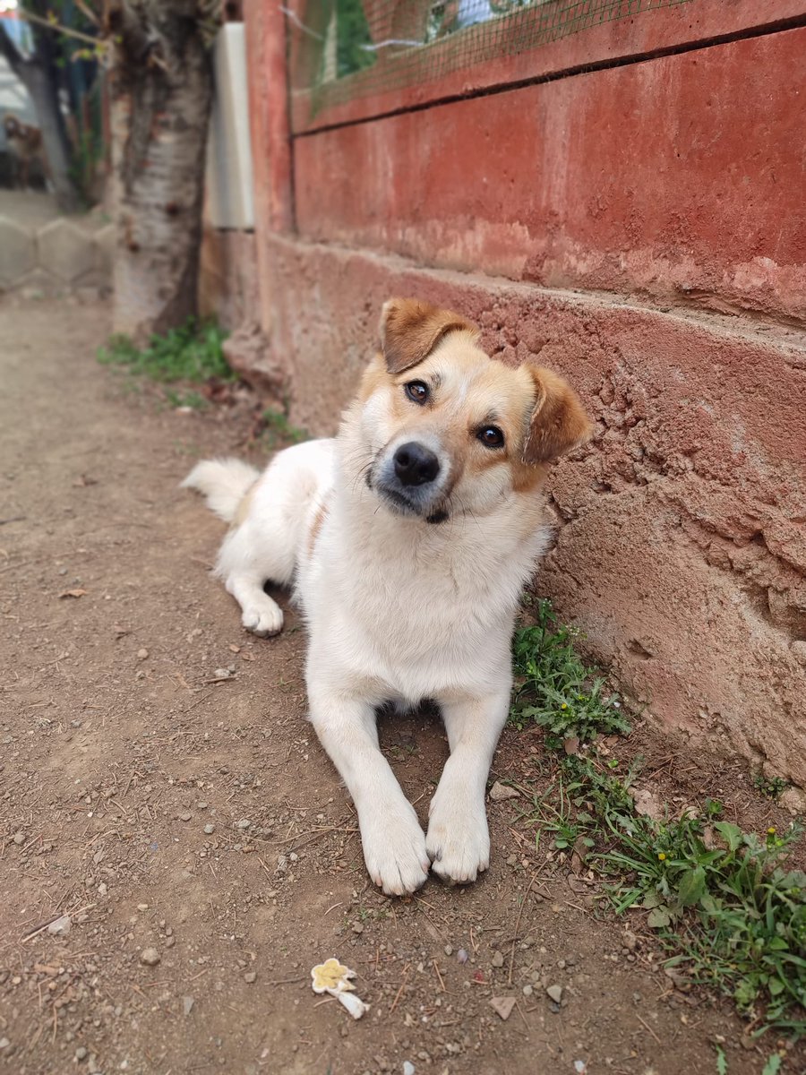 Benim adım Cücük, aşırı güzel bir cüce çomarım. Yalnızca 10 kiloyum, erkeğim ve yeni mısırlaştım. Yaklaşık bir aydır geçici yuvadayım ve mümkünse şöyle saatlerce kendimi sevdireceğim ömürlük evimi arıyorum. Köpeklerle aram zaten iyi, kedilerle de gayet iyi anlaşıyorum. Tuvalet