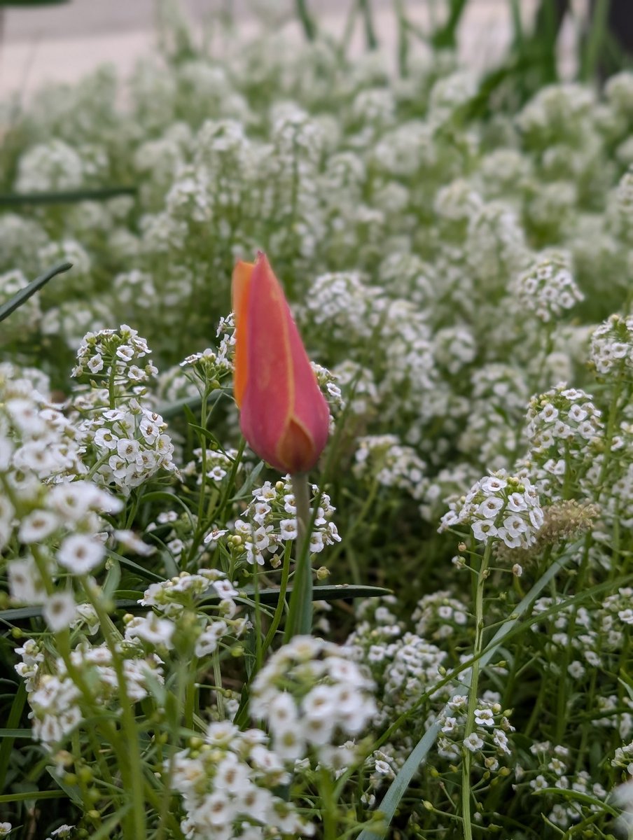 Rockstarfund tweet media