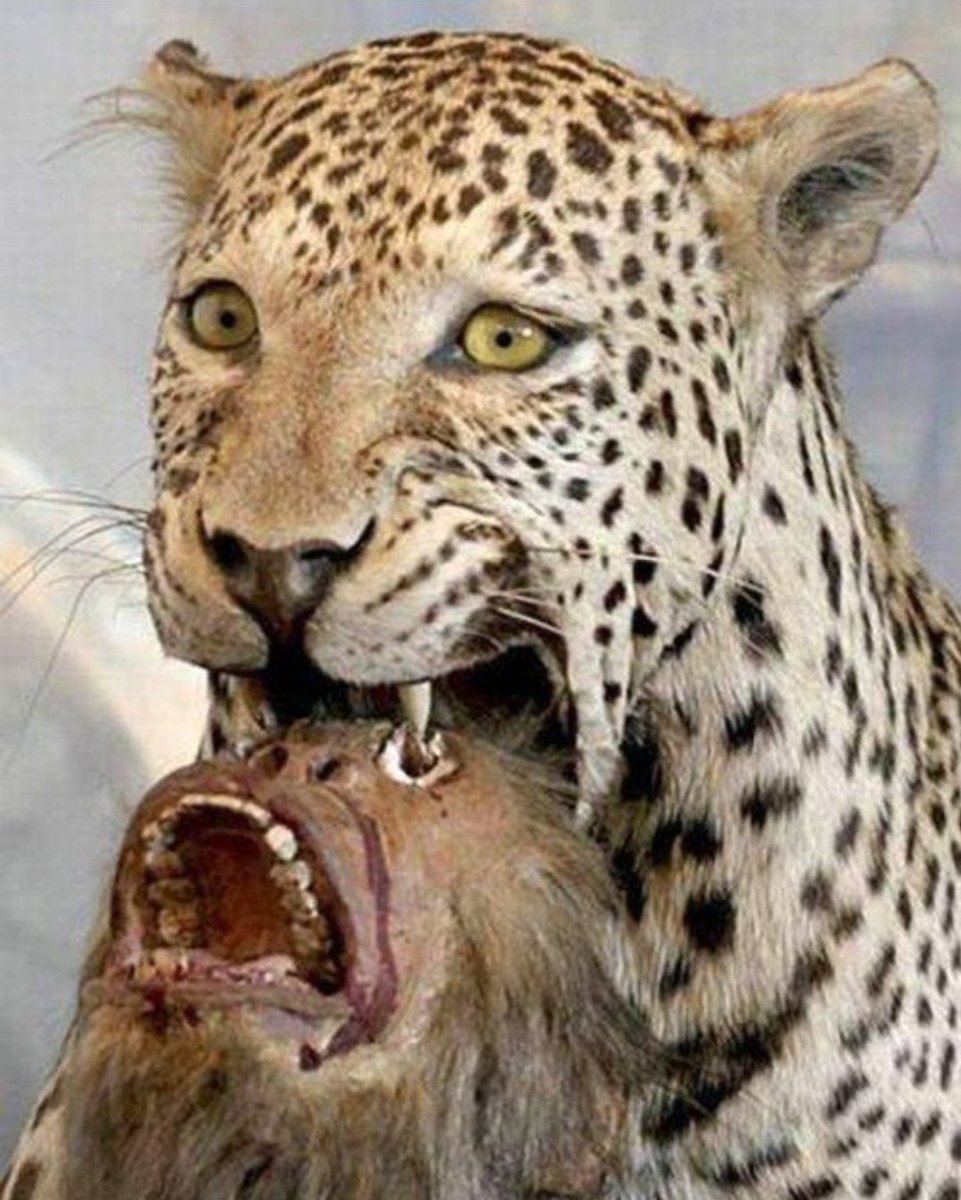 CrapTaxidermy's tweet image. When you're told to behave for just 1 day, as it's Mother's day.
5 minutes later...