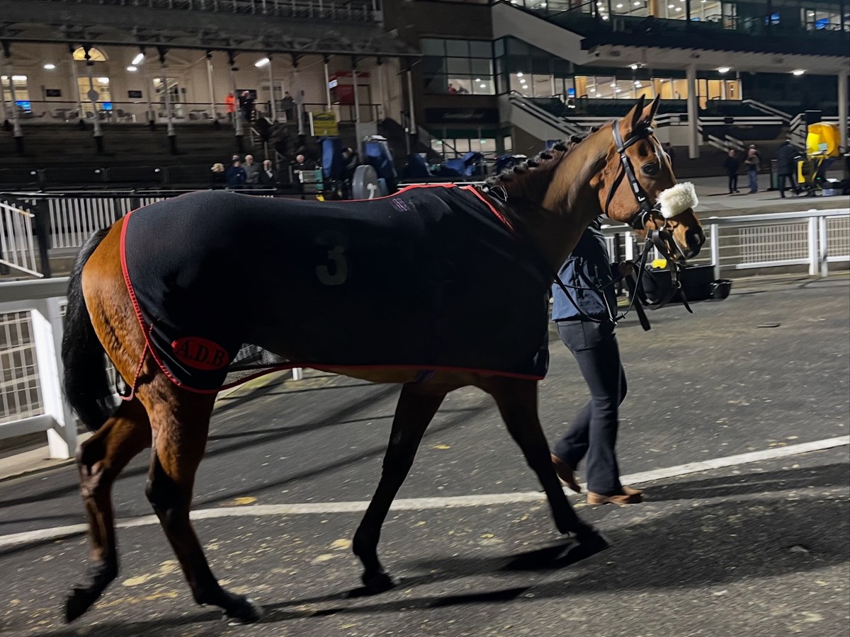 ReadForSpeed1's tweet photo. Good to get our first runner of 2025 out the way. Was a cracking night at Newcastle races 💚🩶💚🩶@NewcastleRaces https://t.co/I1QWTwEZW0