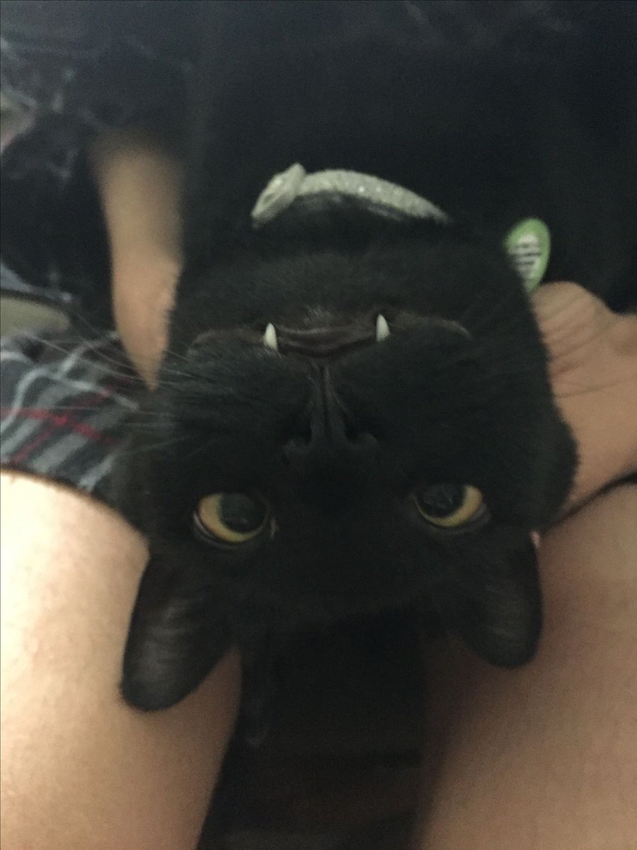 Black cats are not bad luck (@visualscat) on Twitter photo 